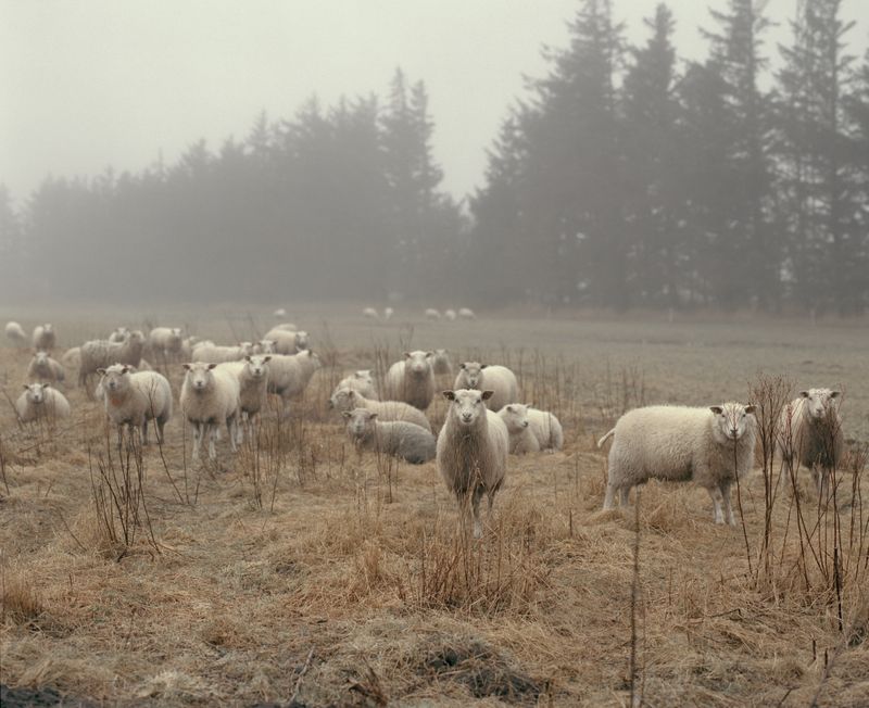 © Tobias Nicolai - Image from the Wolf land photography project