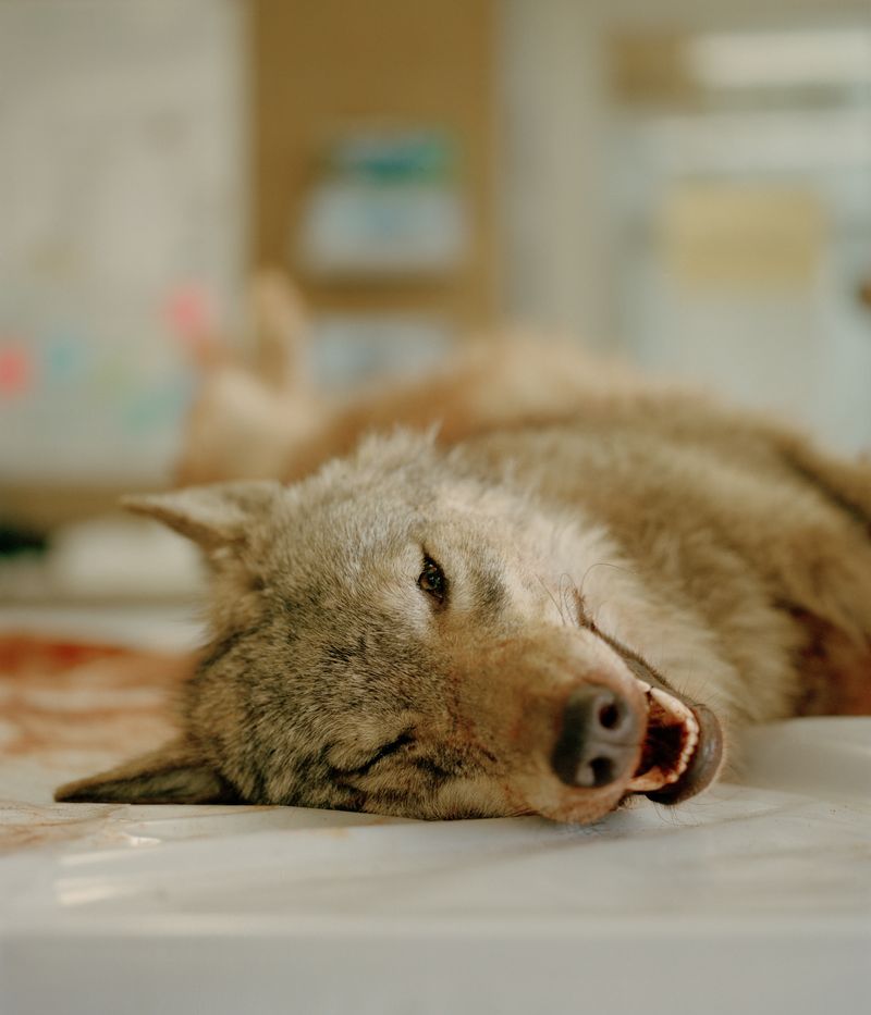 © Tobias Nicolai - Image from the Wolf land photography project