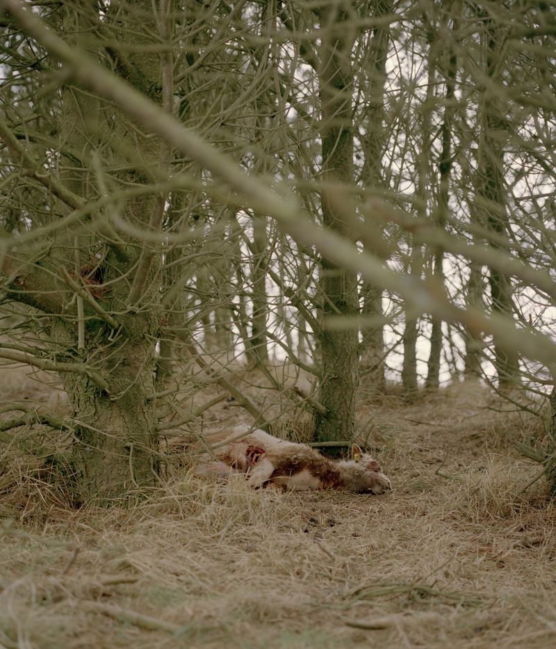 © Tobias Nicolai - Image from the Wolf land photography project