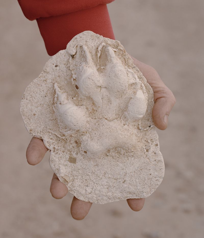 © Tobias Nicolai - Image from the Wolf land photography project