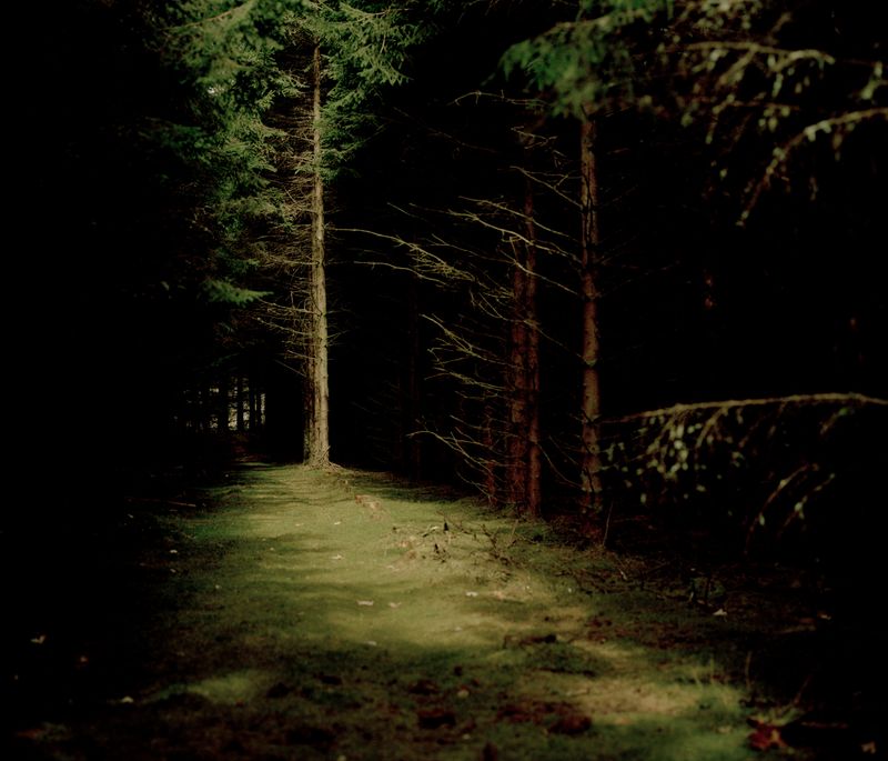 © Tobias Nicolai - Image from the Wolf land photography project