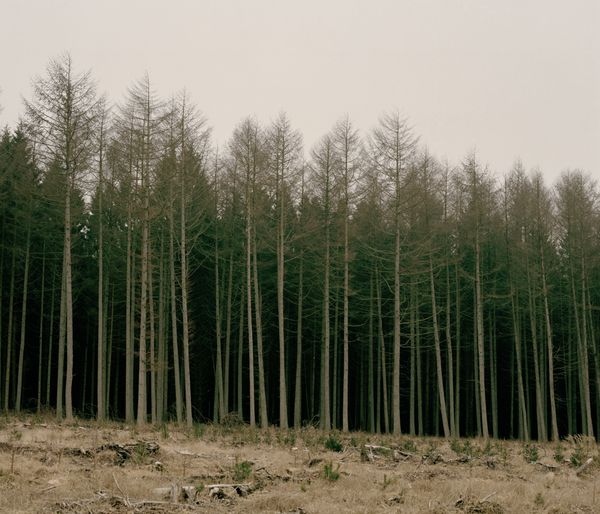 © Tobias Nicolai - Image from the Wolf land photography project