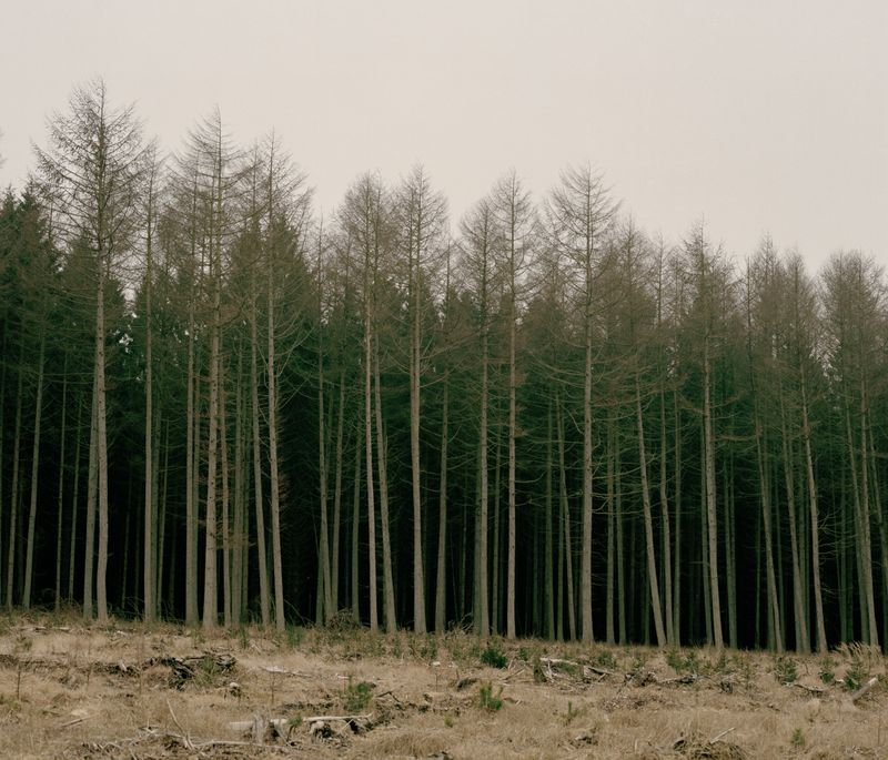 © Tobias Nicolai - Image from the Wolf land photography project