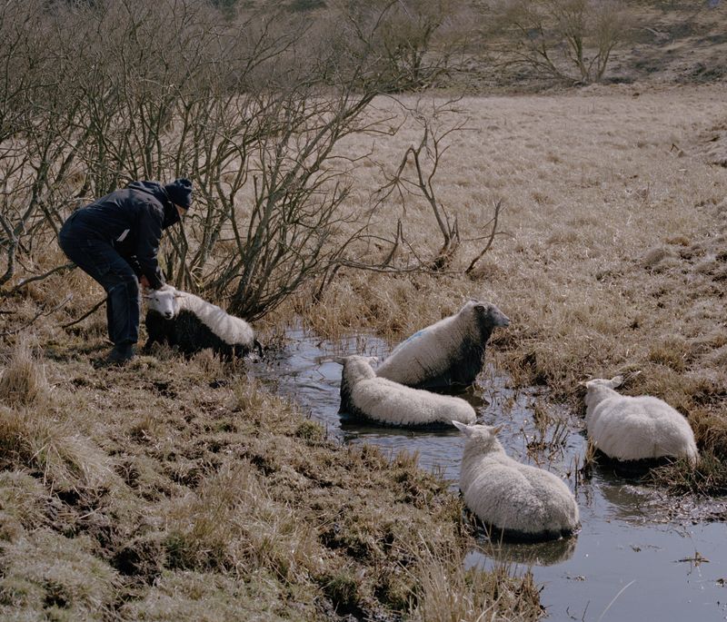 © Tobias Nicolai - Image from the Wolf land photography project