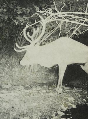 Hariban Award - International Collotype Competition 2023