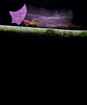 BigPicture Open Call 2023