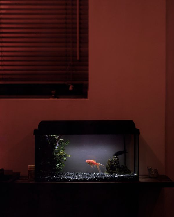 © Jack Latham, from the series, Sugar Paper Theories