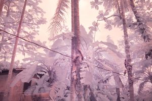 The Island Where People Cannot See Colour