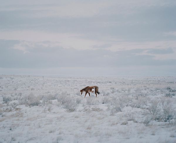 © Felix von der Osten, from the series, The Buffalo that could not Dream
