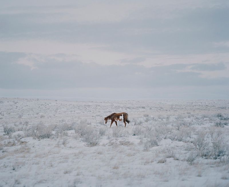 © Felix von der Osten, from the series, The Buffalo that could not Dream
