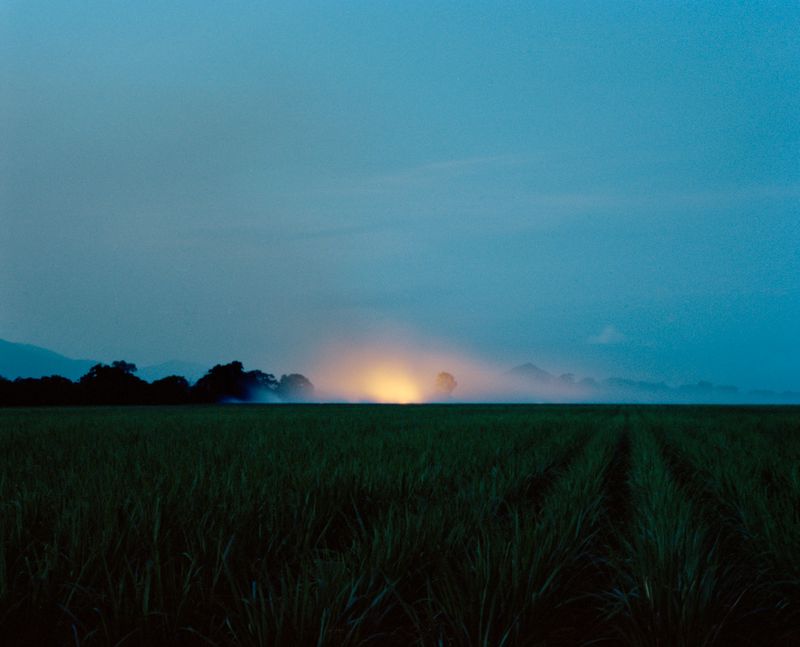 © Teva Cosic - Image from the The Birdsong is Deafening photography project