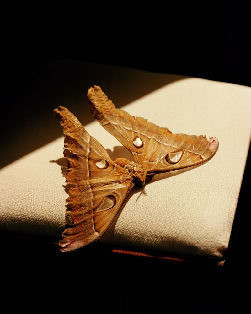 © Teva Cosic - Image from the The Birdsong is Deafening photography project