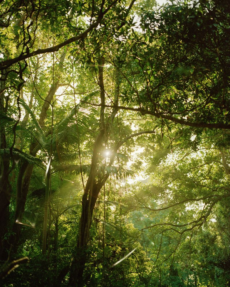 © Teva Cosic - Image from the The Birdsong is Deafening photography project