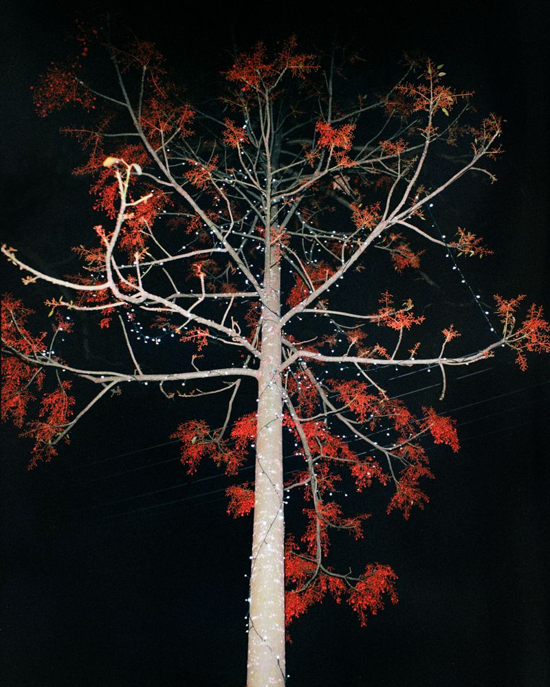 © Teva Cosic - Image from the The Birdsong is Deafening photography project