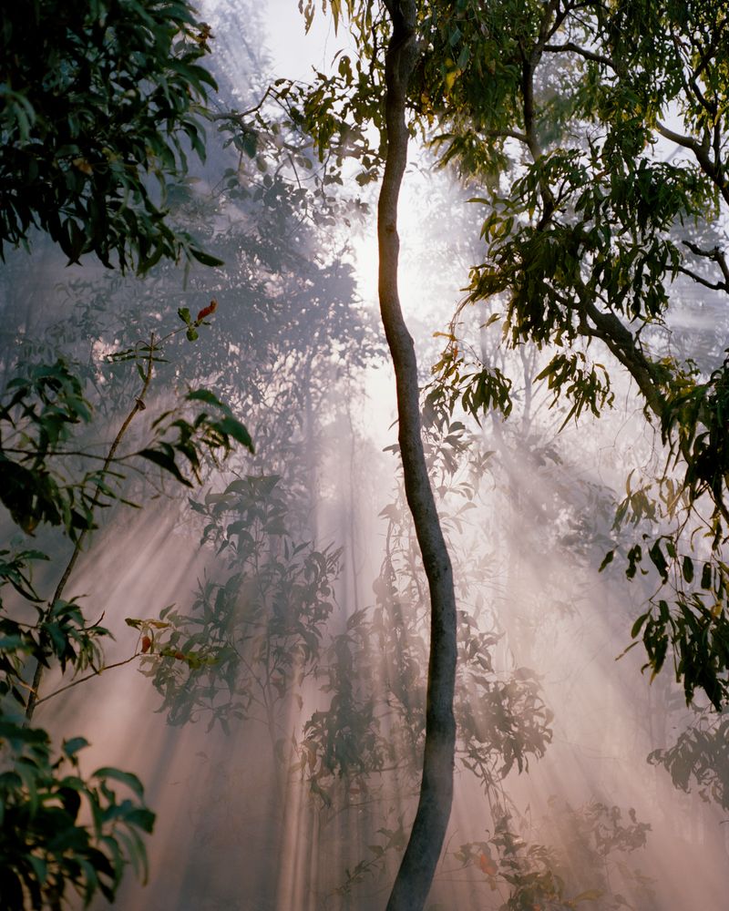 © Teva Cosic - Image from the The Birdsong is Deafening photography project