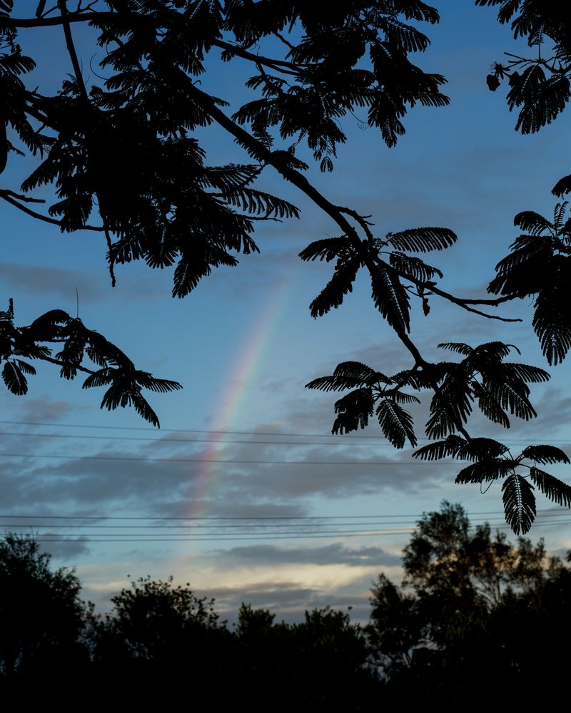 © Teva Cosic - Image from the The Birdsong is Deafening photography project