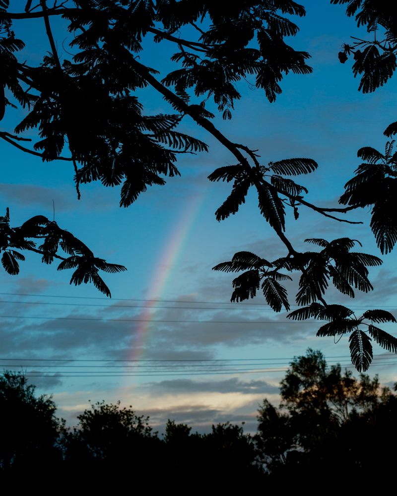 © Teva Cosic - Image from the The Birdsong is Deafening photography project