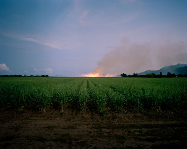 © Teva Cosic - Image from the The Birdsong is Deafening photography project