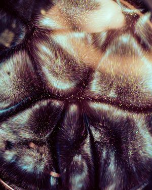 Four Eggs and a Hummingbird