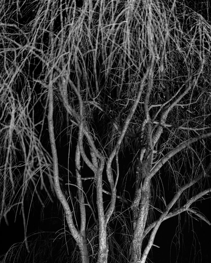 © Nicole Schwartz - Image from the Four Eggs and a Hummingbird photography project