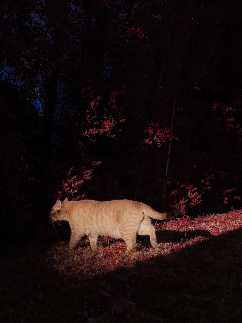 © Tommy Lei - Tabby