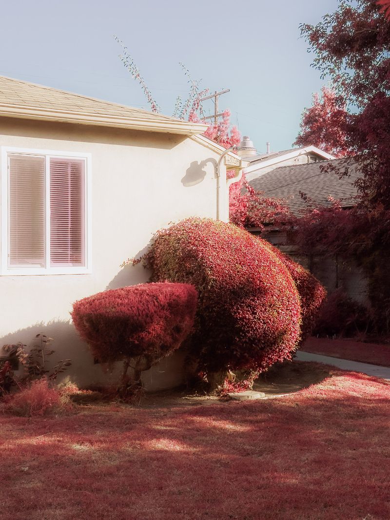 © Tommy Lei - Topiary