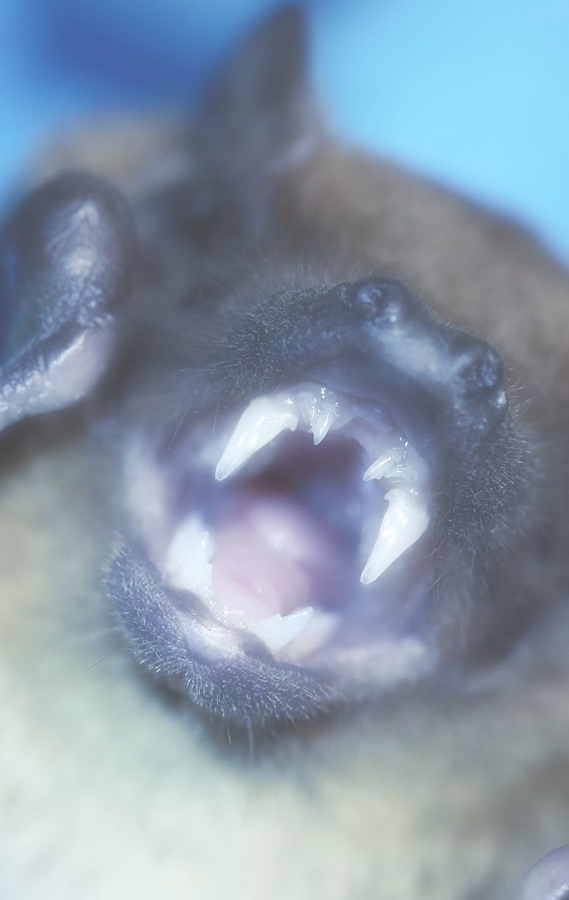 © lucile brizard - Image from the The Bats of Kharkiv photography project