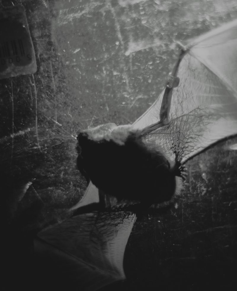 © lucile brizard - Image from the The Bats of Kharkiv photography project