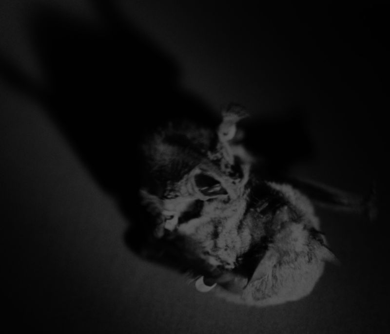 © lucile brizard - Image from the The Bats of Kharkiv photography project
