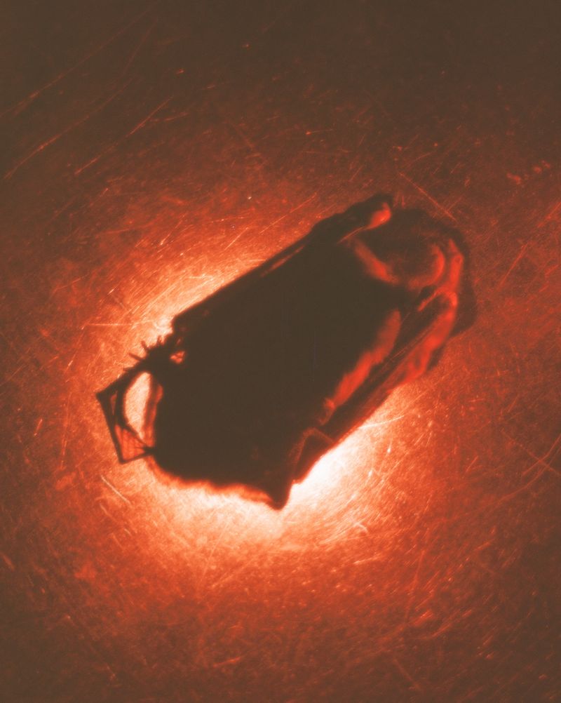 © lucile brizard - Image from the The Bats of Kharkiv photography project