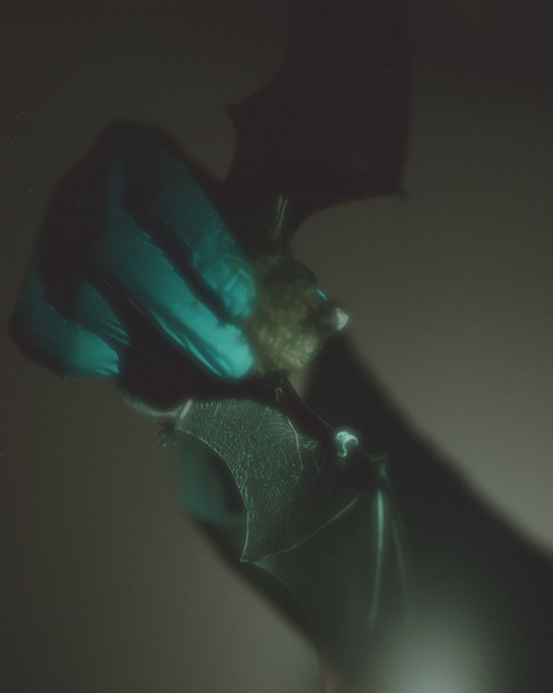 © lucile brizard - Image from the The Bats of Kharkiv photography project