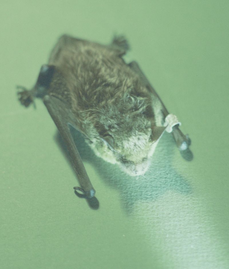 © lucile brizard - A Nyctalus noctula bat, in rehabilitation since 2022. It will likely remain at the center permanently.