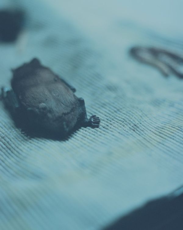 © lucile brizard - Image from the The Bats of Kharkiv photography project