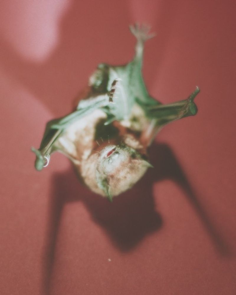 © lucile brizard - Image from the The Bats of Kharkiv photography project