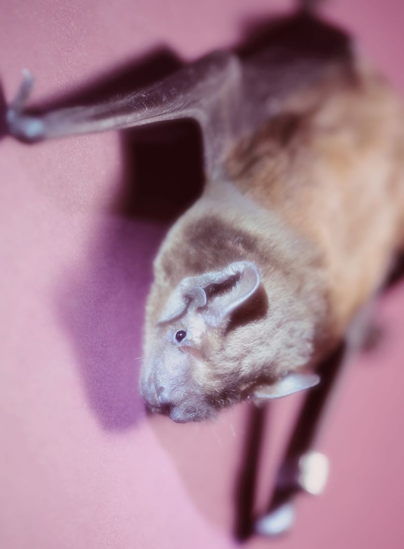 © lucile brizard - Image from the The Bats of Kharkiv photography project