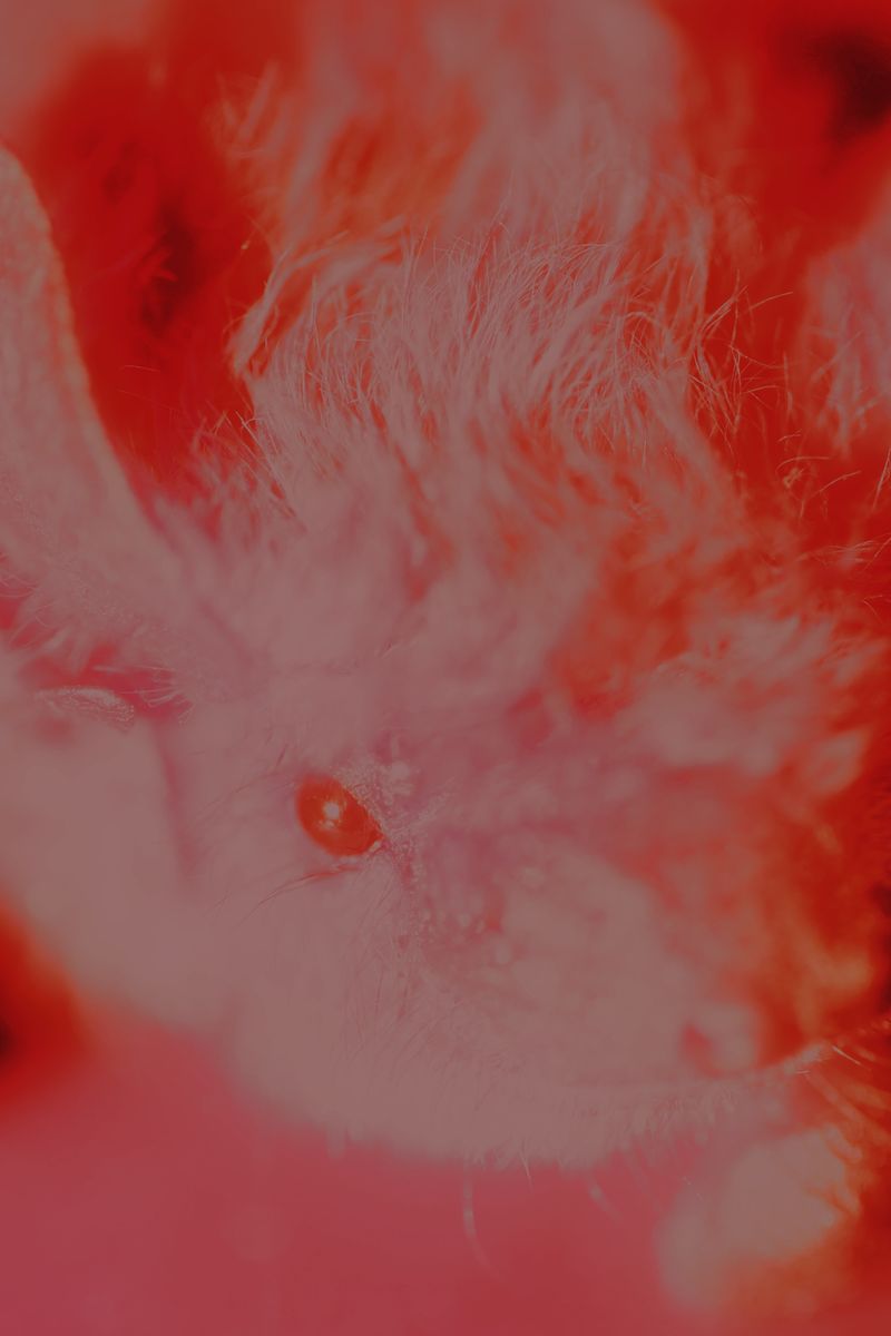 © lucile brizard - Image from the The Bats of Kharkiv photography project