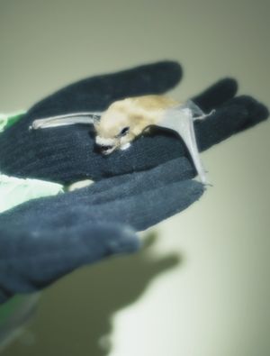 The Bats of Kharkiv