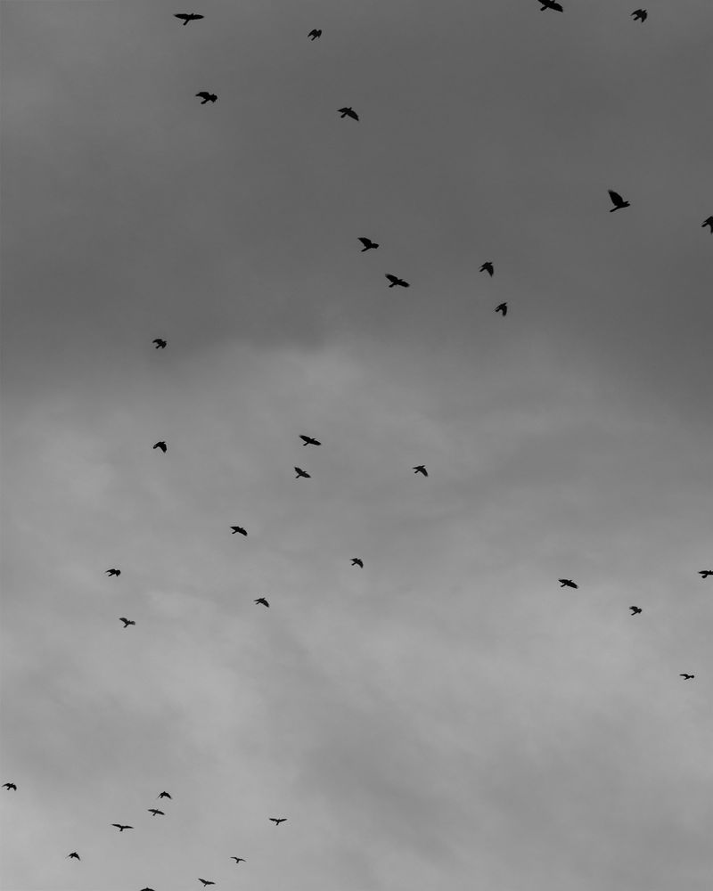 © Michael Valiquette - Image from the Hart Island photography project