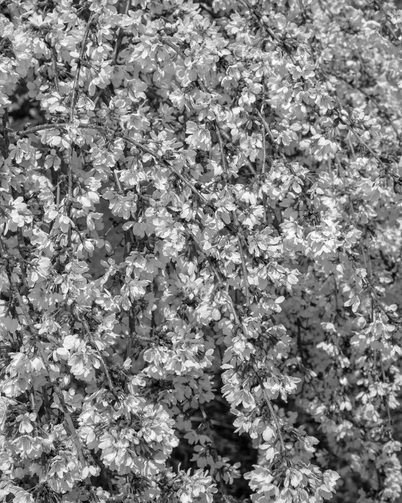 © Michael Valiquette - "Friary Garden", 2022.