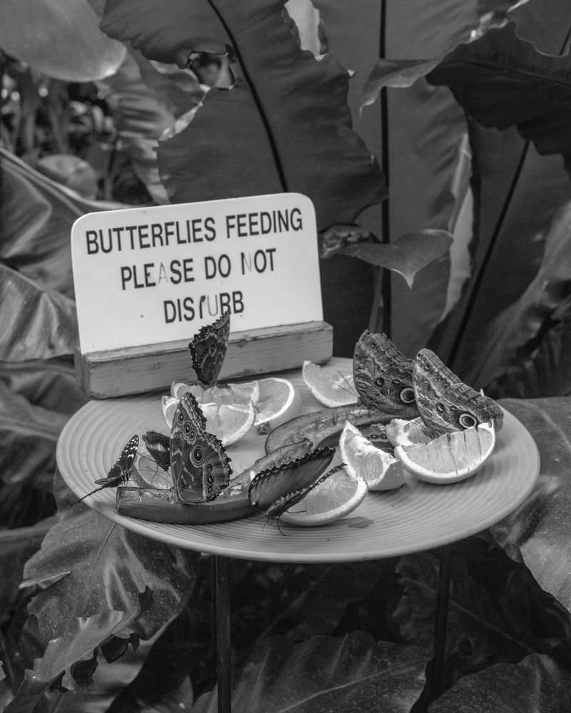 © Michael Valiquette - "Butterflies (Ontario Conservatory)", 2022.