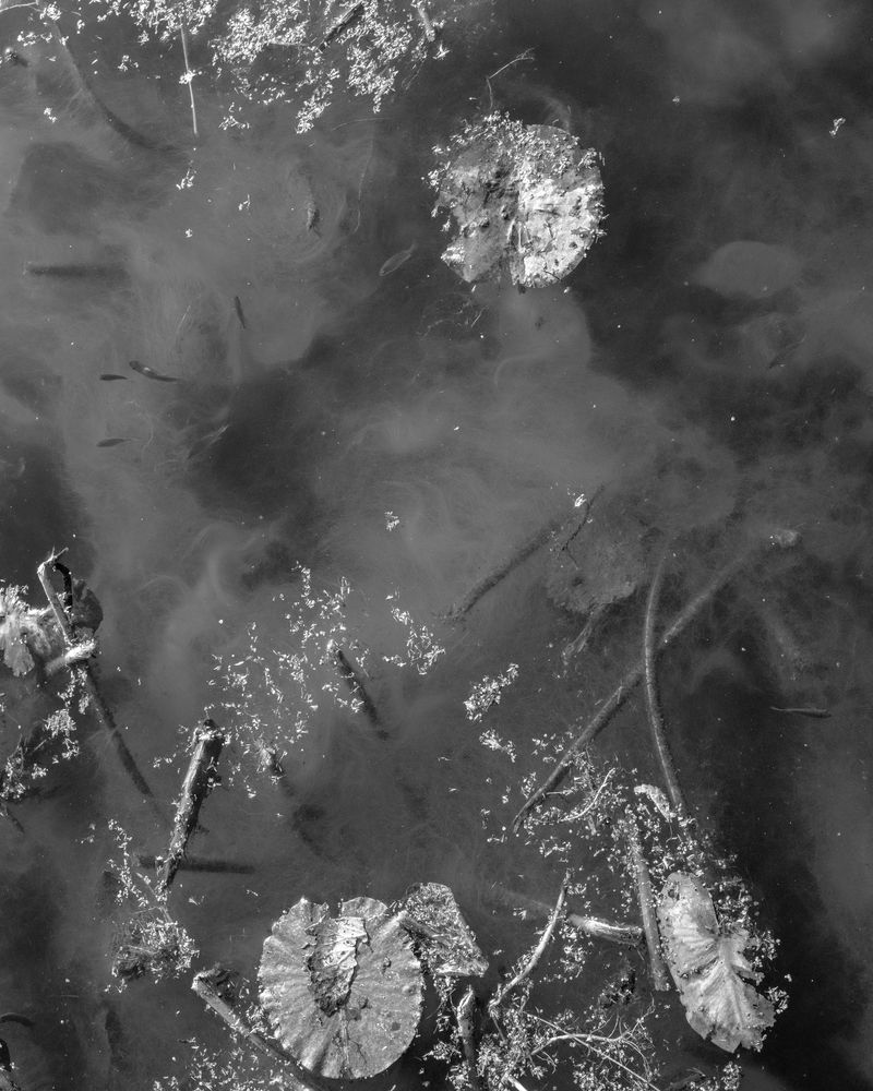 © Michael Valiquette - "Point Pelee Marsh", 2022.