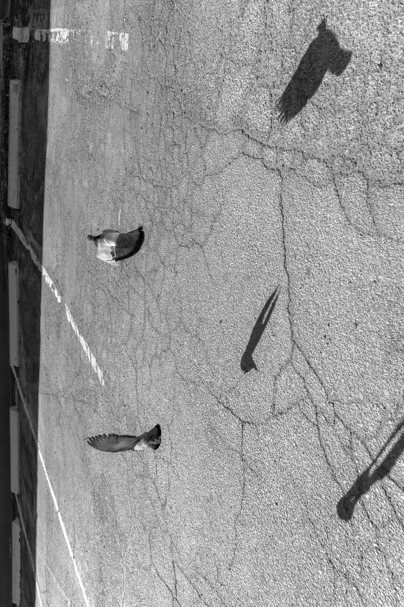 © Michael Valiquette - "Seven Pigeons"