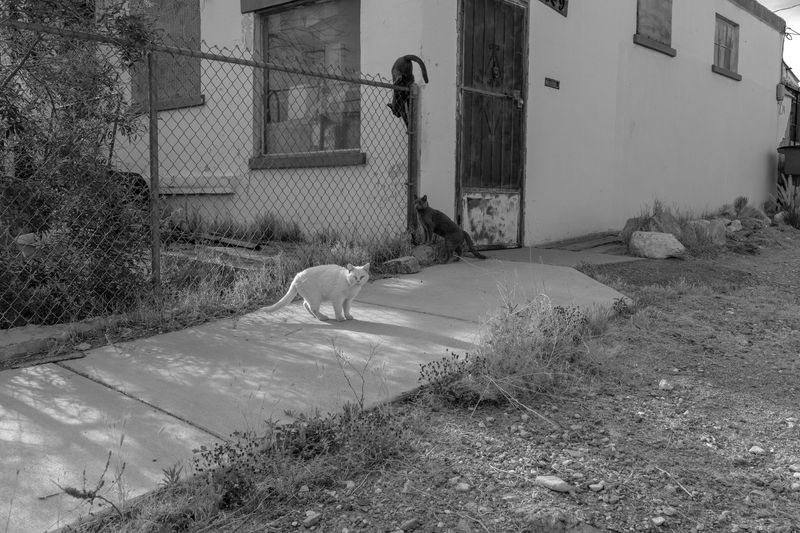 © Michael Valiquette - "Three Cats"