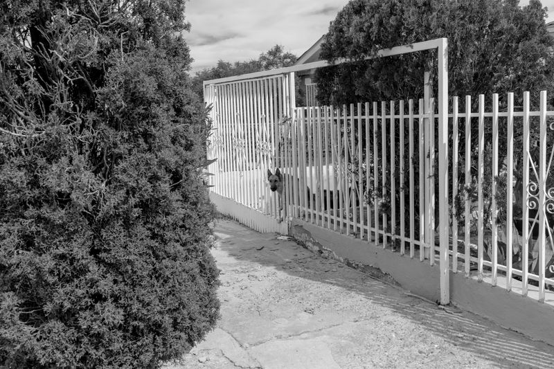 © Michael Valiquette - "Dog Through Fence"