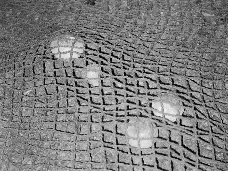 © Izabella Provan - the cast net caught, 2020