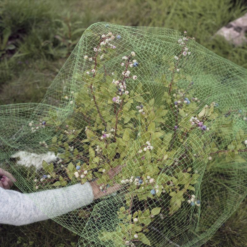 © Mirjam Stenevik - Karia is trying her best to shield her berries from hungry birds.