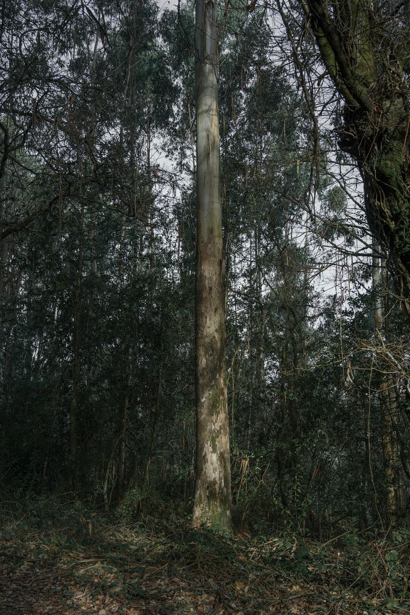 © Ariadna Silva Fernández - Image from the Cartografía do esquecemento (Cartography of oblivion) photography project