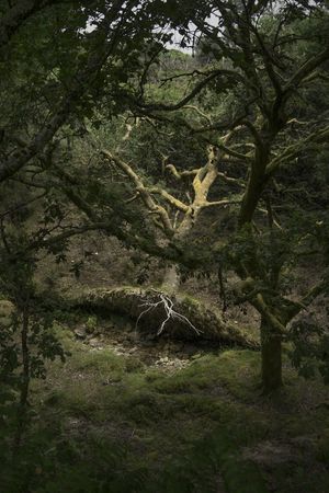 Cartografía do esquecemento (Cartography of oblivion)