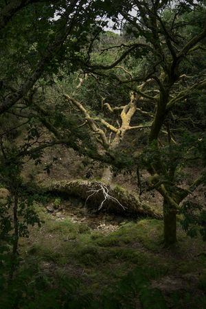 Cartografía do esquecemento (Cartography of oblivion)