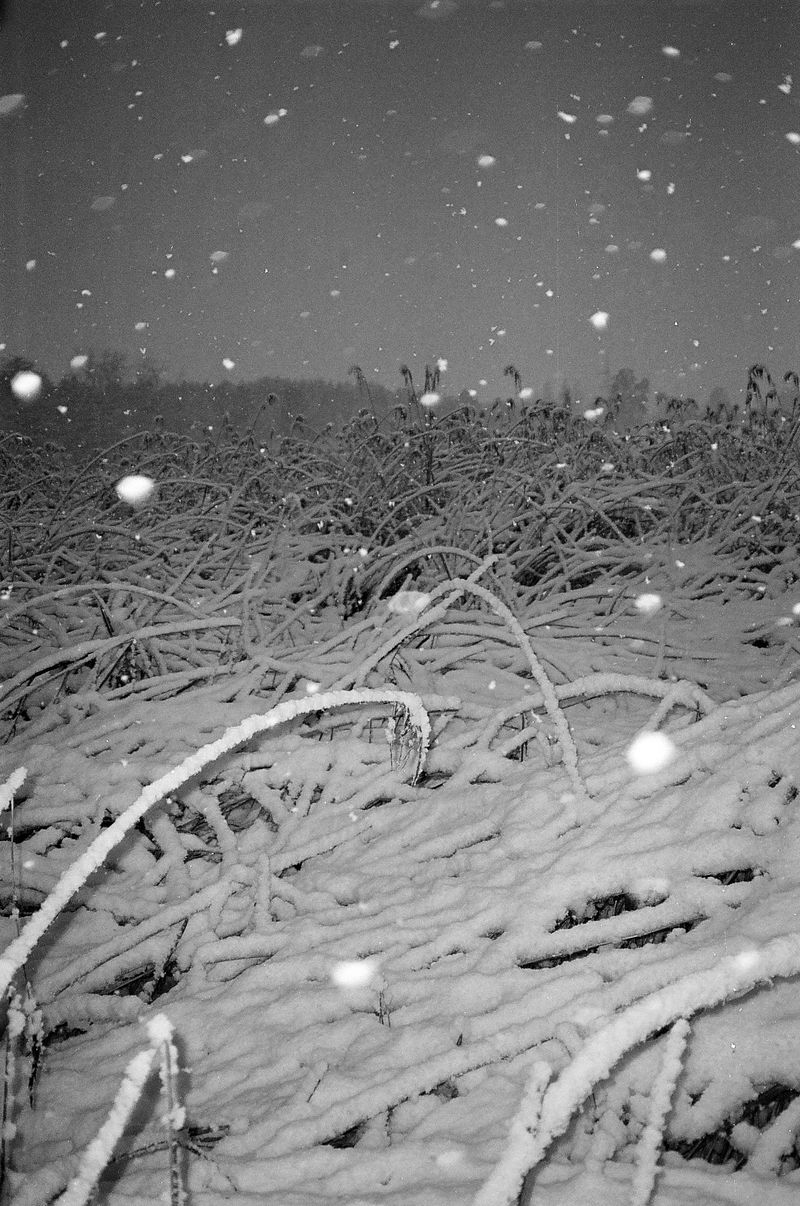 © Arlau - Image from the Memories in Mist photography project